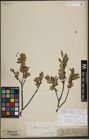 Foto von Salix lapponum L.